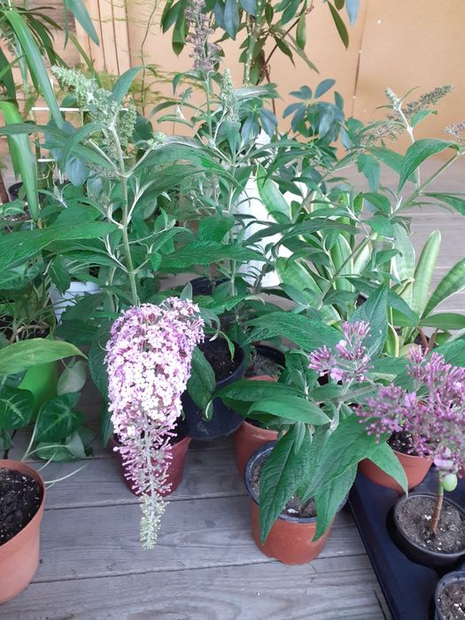 Budleja Dawida Motyli krzew sadzonka