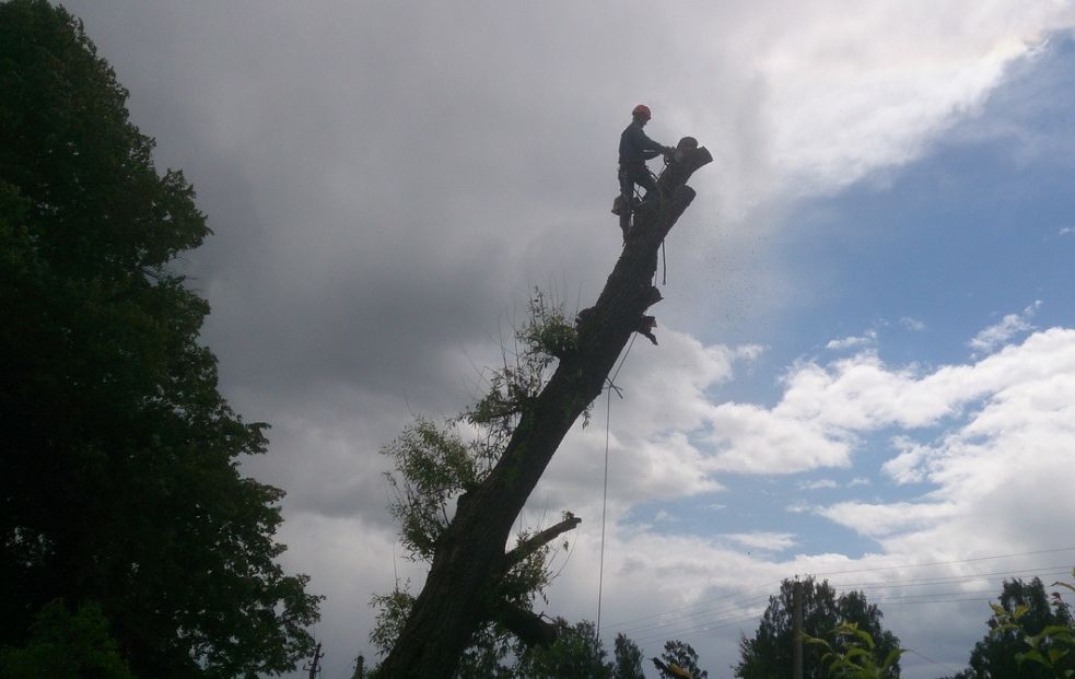 Дерева тверь. Мир дерева тверь. Магазин мир дерева в твери. Мир дерева двери тверь. Тенистый дуб.