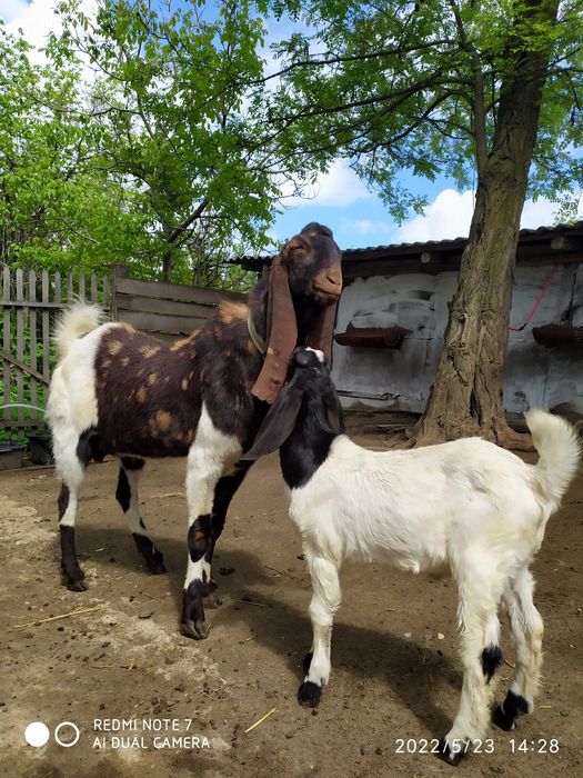 Каморі козенята віком 5-6 місяці