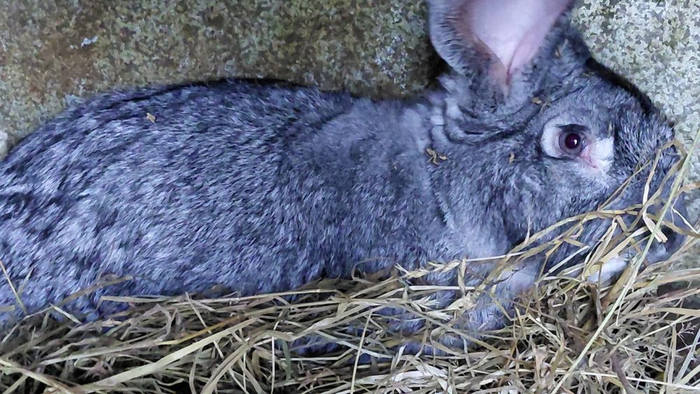 Króliki Duże Belgi Samce  Polecam