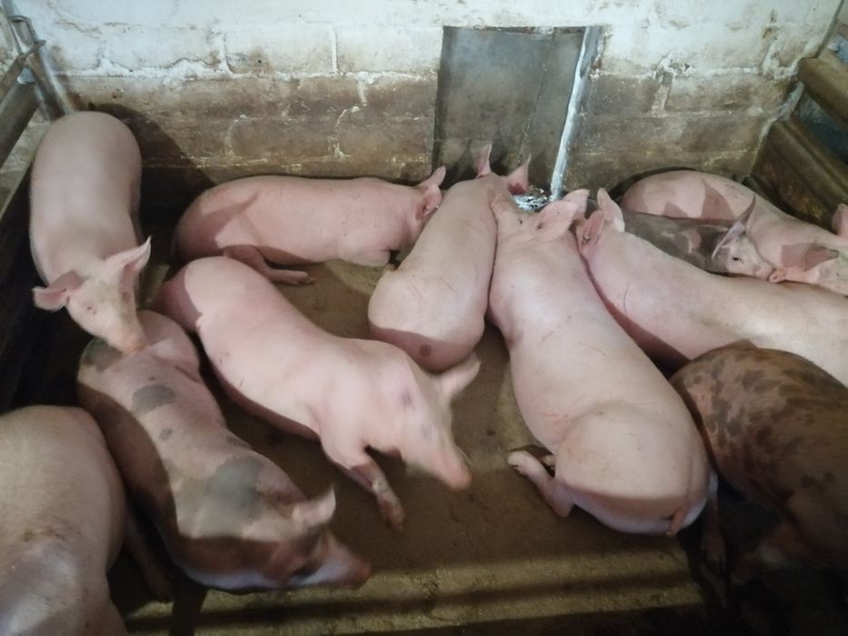 Сперма від хряків Макстер 304, Пьетрен, Ландрас, Велика Біла