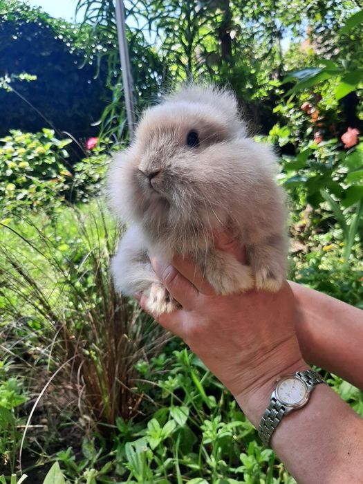 Декоративные мини кролики