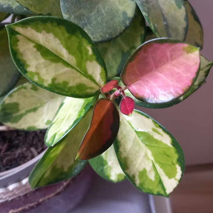 Hoja austalis Lisa sadzonka cięta