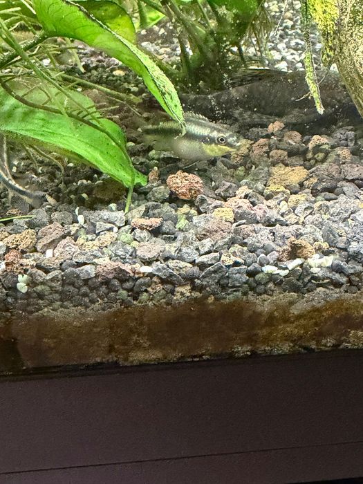 Crias de Kribensis 3/4/5cm desde 1,80€