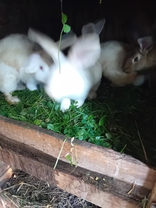 Sprzedam króliki