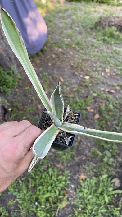 Агава американская пестрая