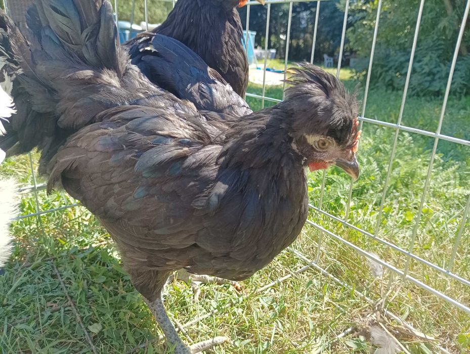 Koguty młode 3 miesięczne , brak kurek