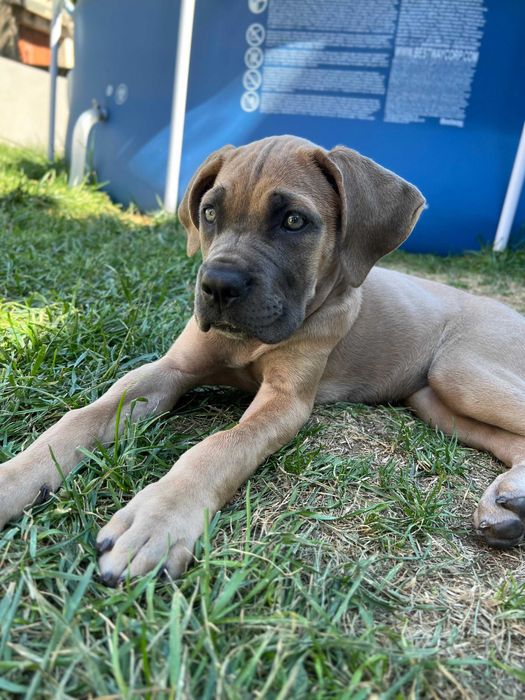 Cane corso Italiano