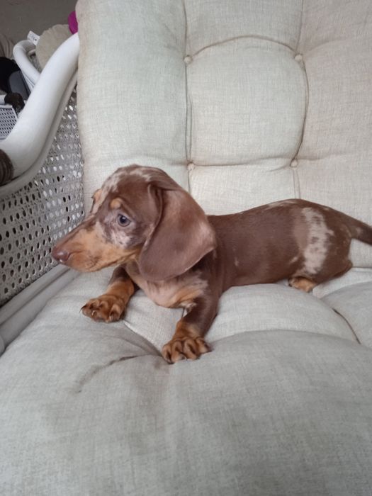 Jamnik krótkowłosy