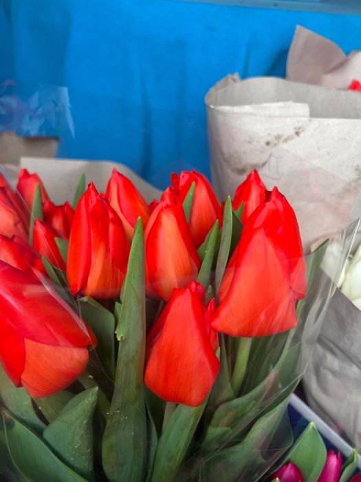 Продам тюльпан от производителя опт