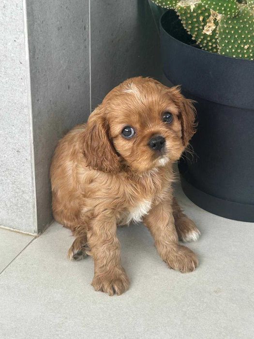 Cavalier King Charles Spaniel - macho Ruby (marrom) nascido no Algarve em 18 de Agosto.