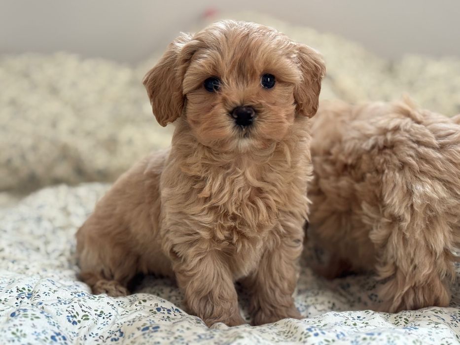 Maltipoo - piesek ;)