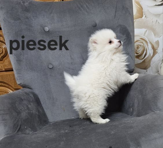 Pomeranian boo aktualne