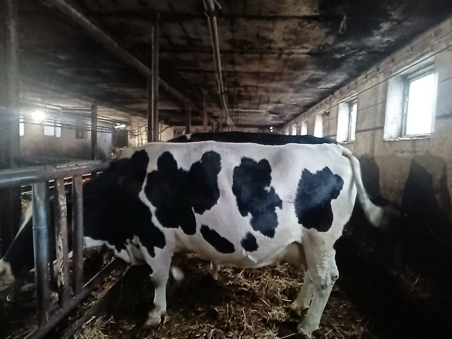 Dojarka SAC   likwidacja stada byczek