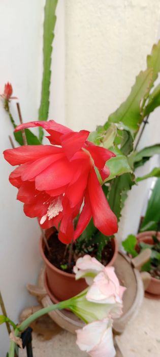 Vendo vaso +planta