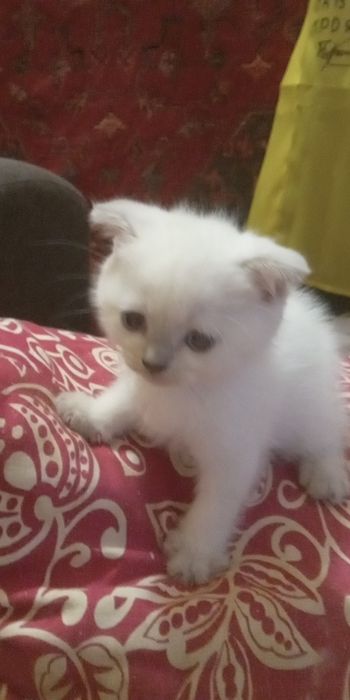 Кіт шотландський