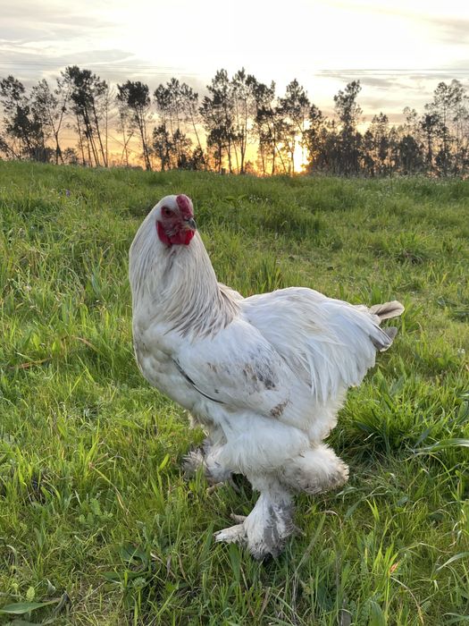Galo Light Brahma Azul Com 8 Meses