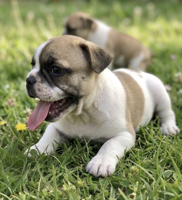 Buldogue frances