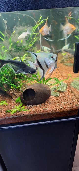 Akwarium z szafką rybkami .