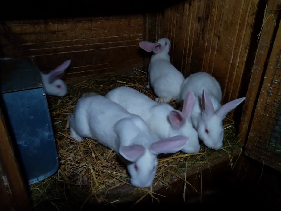 Młode króliki termondzkie królik termondzki