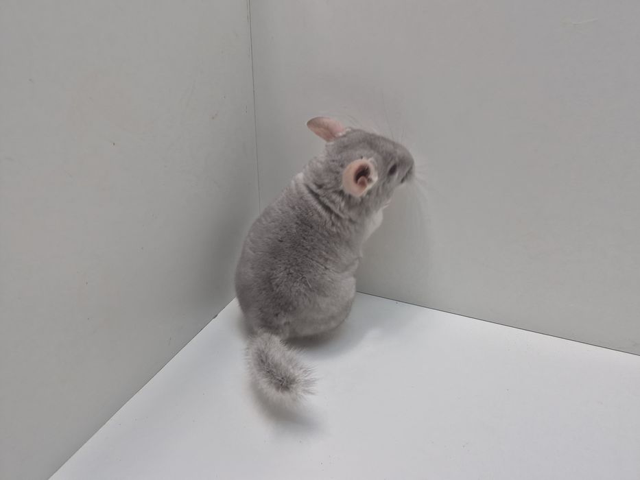 Szynszyla szynszyl szynszyle BEŻ