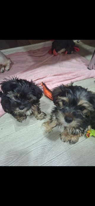Щенки Йорк 2 месяца