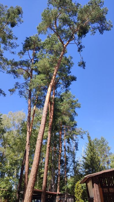 Oddam za darmo 4 duże kilkudziesięcioletnie Sosny