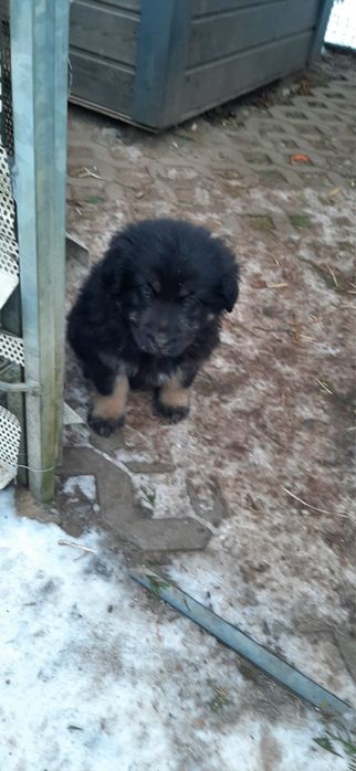 Owczarki niemieckie oddam !!