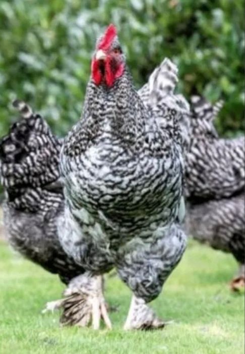 Pintos: Cornish,Malines,Indio gigante e ovos fecundados das mesmas  raças também Jersey GIGANTE negro e azul