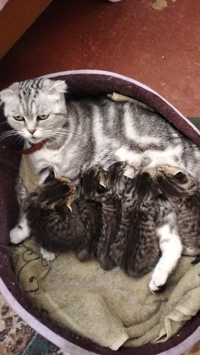 Продам  шотландських   котят