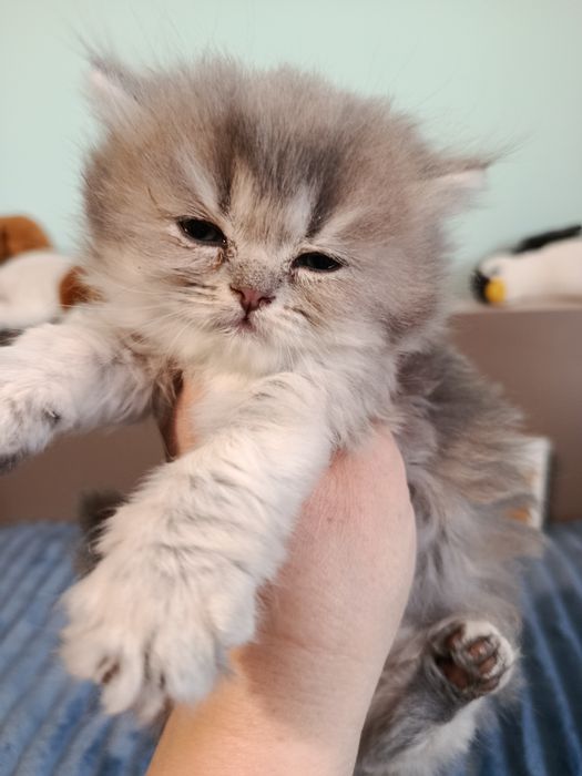 Дівчинка шикарна