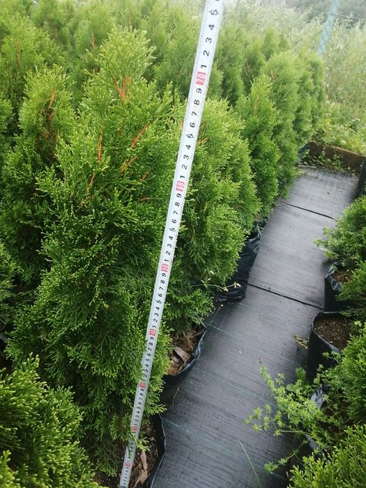 Туї, Ялівці, живці, черенки.