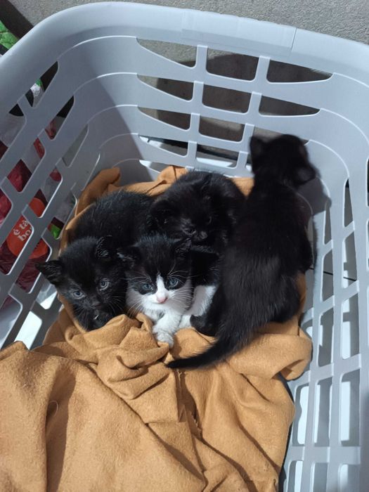 Gatos bebés da-se