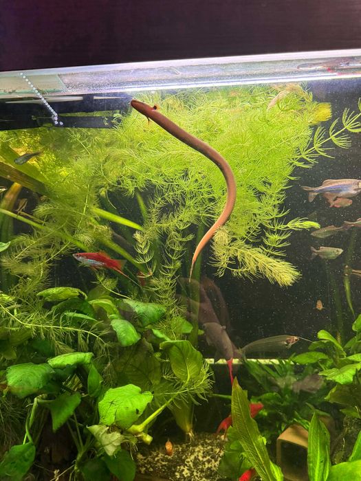 Witam Rybka Trzciniak Akwariowy.