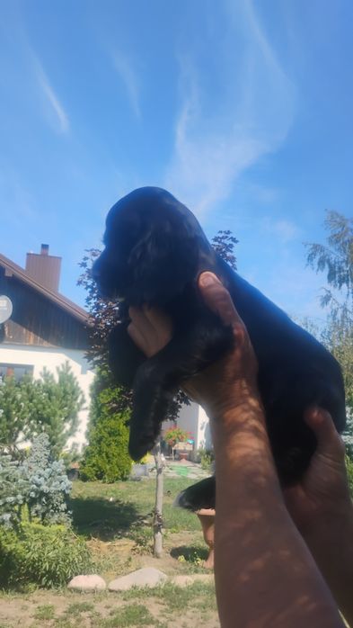 Sprzedam pięknego szczeniaka Cocer Spaniela