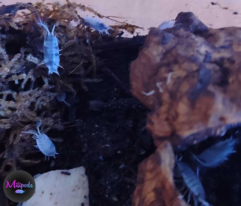 Isopods (Bicho-da-conta) 2/2
