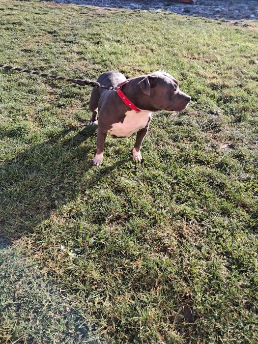 American Staffordshire Terrier Amstaf BLUE