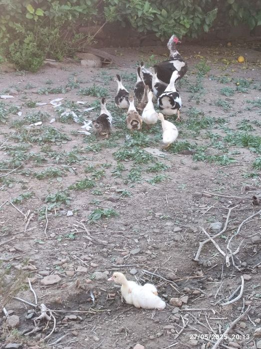 Vendem-se patos mudos