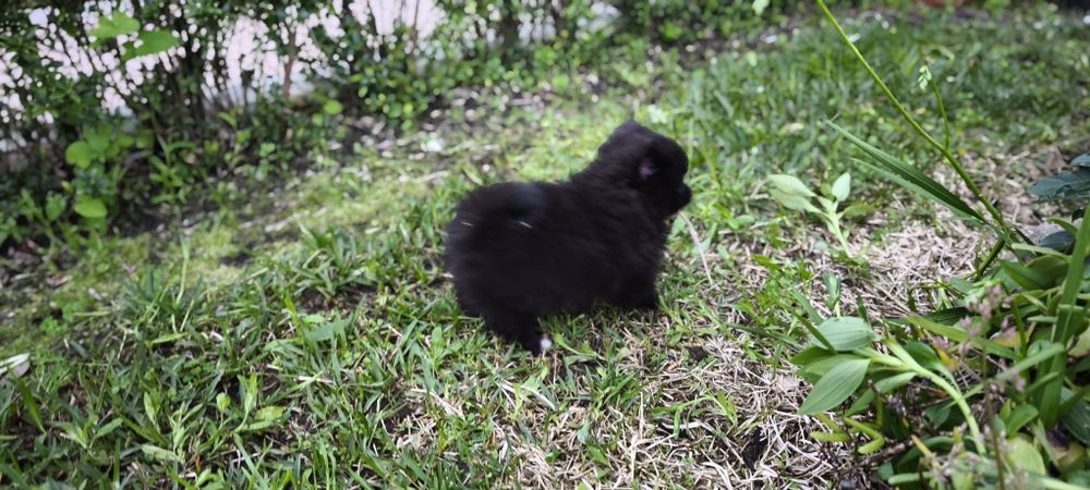 Spitz alemão anão Lulu da Pomerânia hiper miniatura criado em ambiente