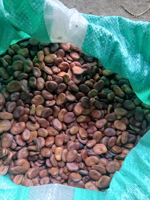 Bób Aquadulce wczesny