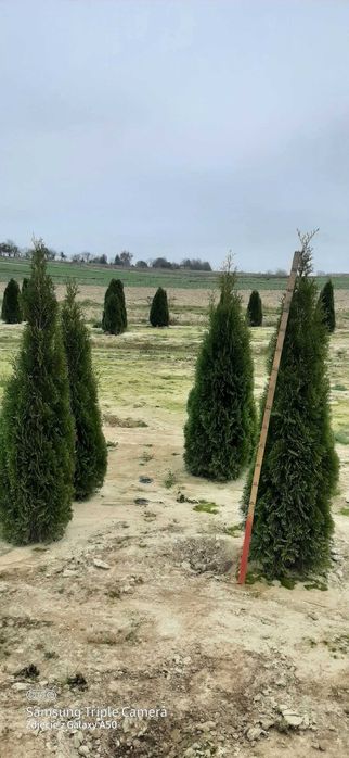 Tuje 160-180cm   25zł