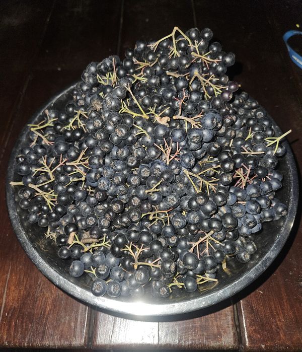 Aronia z własnego ogrodu