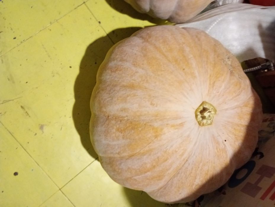 Гарбуз  свежий  ,