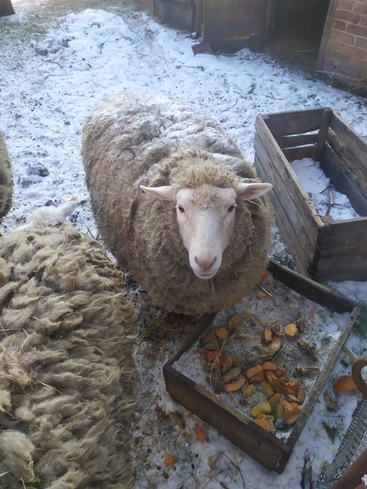 Продам вівці Прекус, Романівські