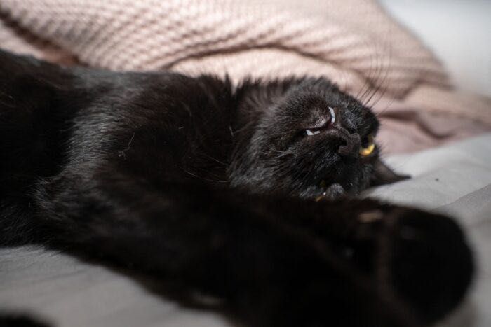 Kurkuma - kotka, kotek, kot do adopcji