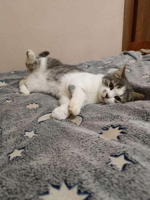 шукаю дім для котика безплатно