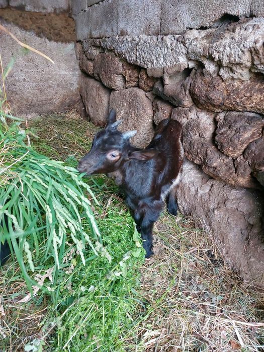 Vende se cabrito