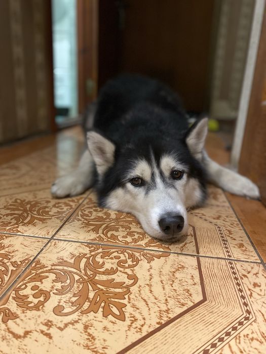 Отдам в добрые руки