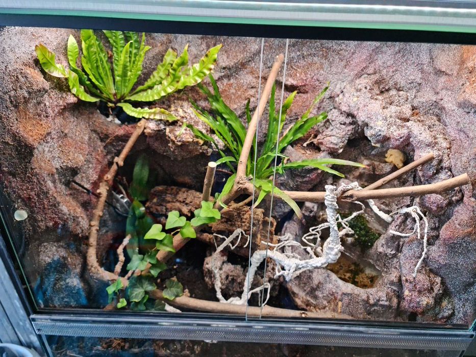 terrarium wyposażone