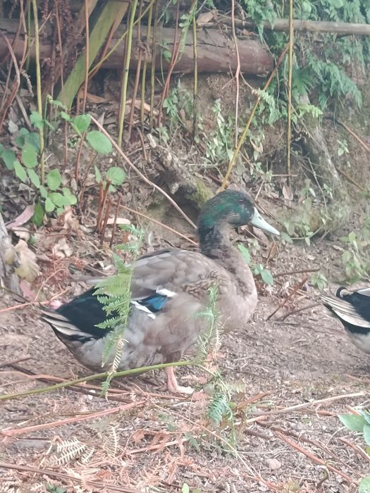 Pato roen(macho)